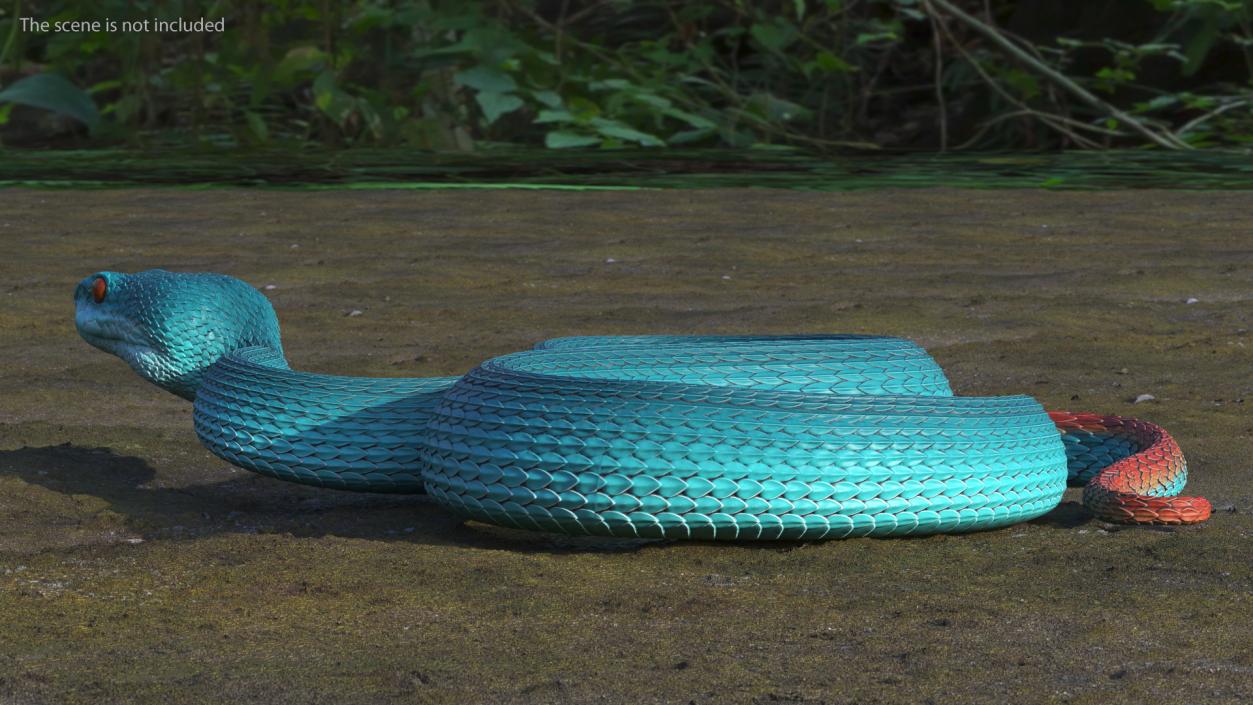 Creeping Blue Viper Trimeresurus 3D