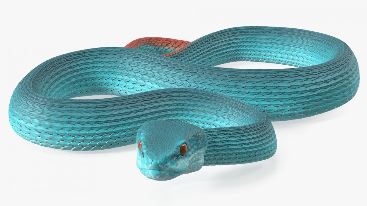 Creeping Blue Viper Trimeresurus 3D