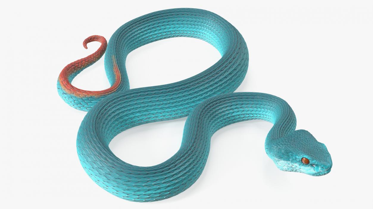 Creeping Blue Viper Trimeresurus 3D