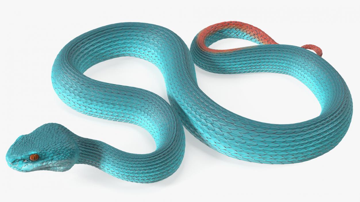 Creeping Blue Viper Trimeresurus 3D