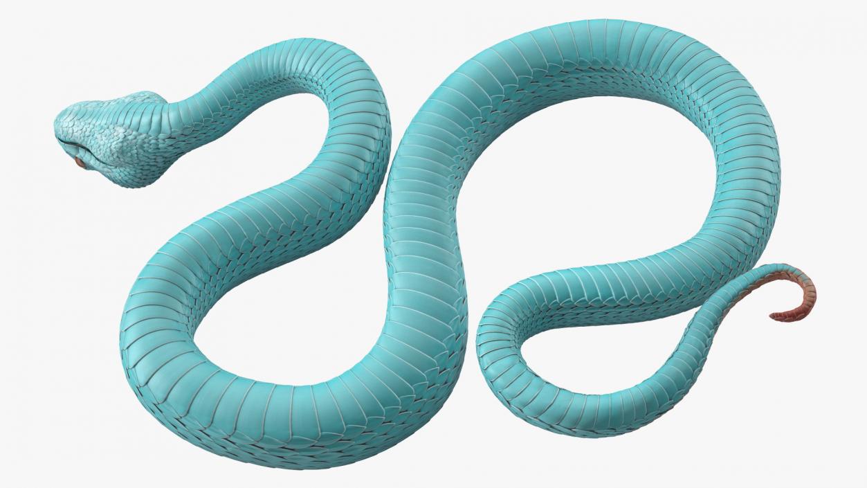 Creeping Blue Viper Trimeresurus 3D