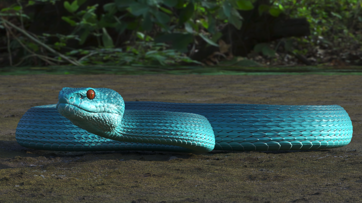 Creeping Blue Viper Trimeresurus 3D