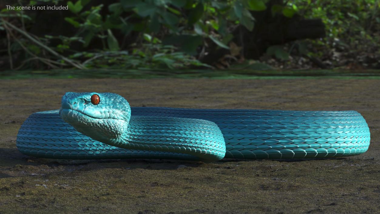 Creeping Blue Viper Trimeresurus 3D