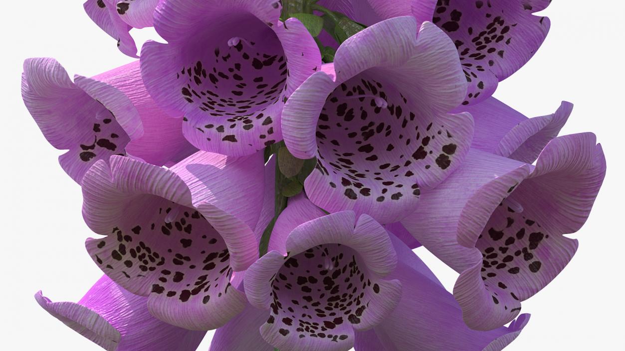 3D model Purple Foxglove