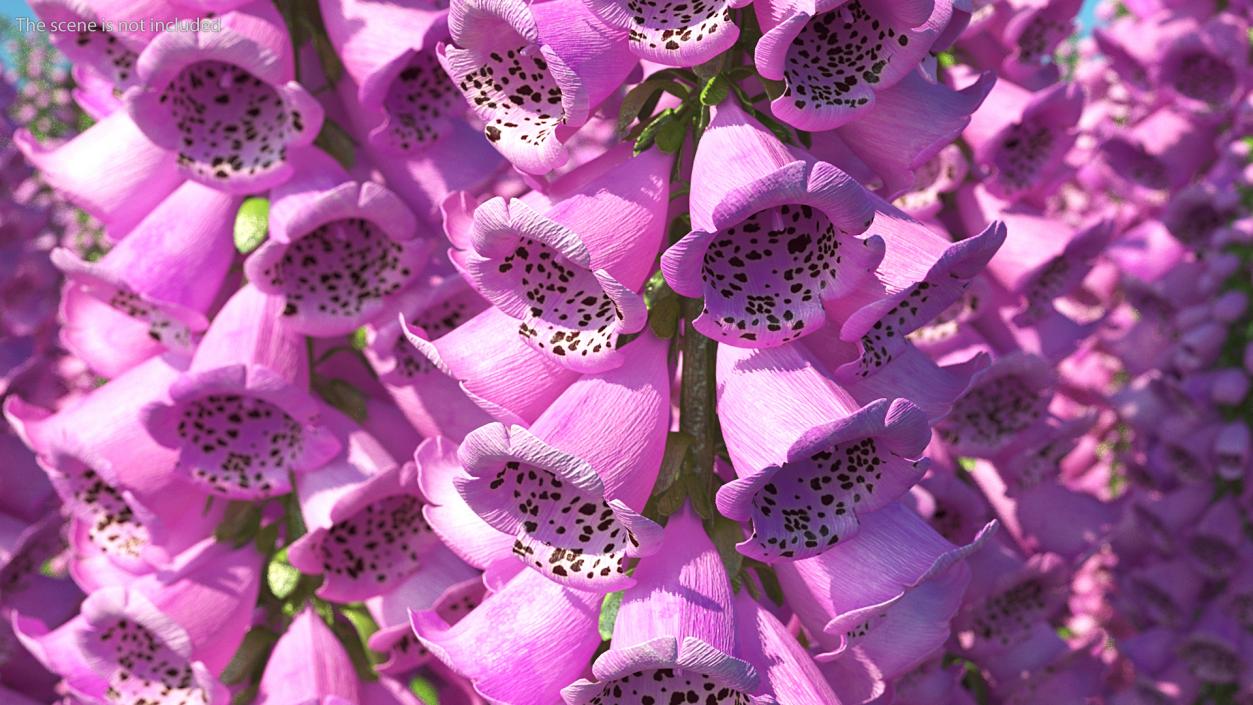 3D model Purple Foxglove