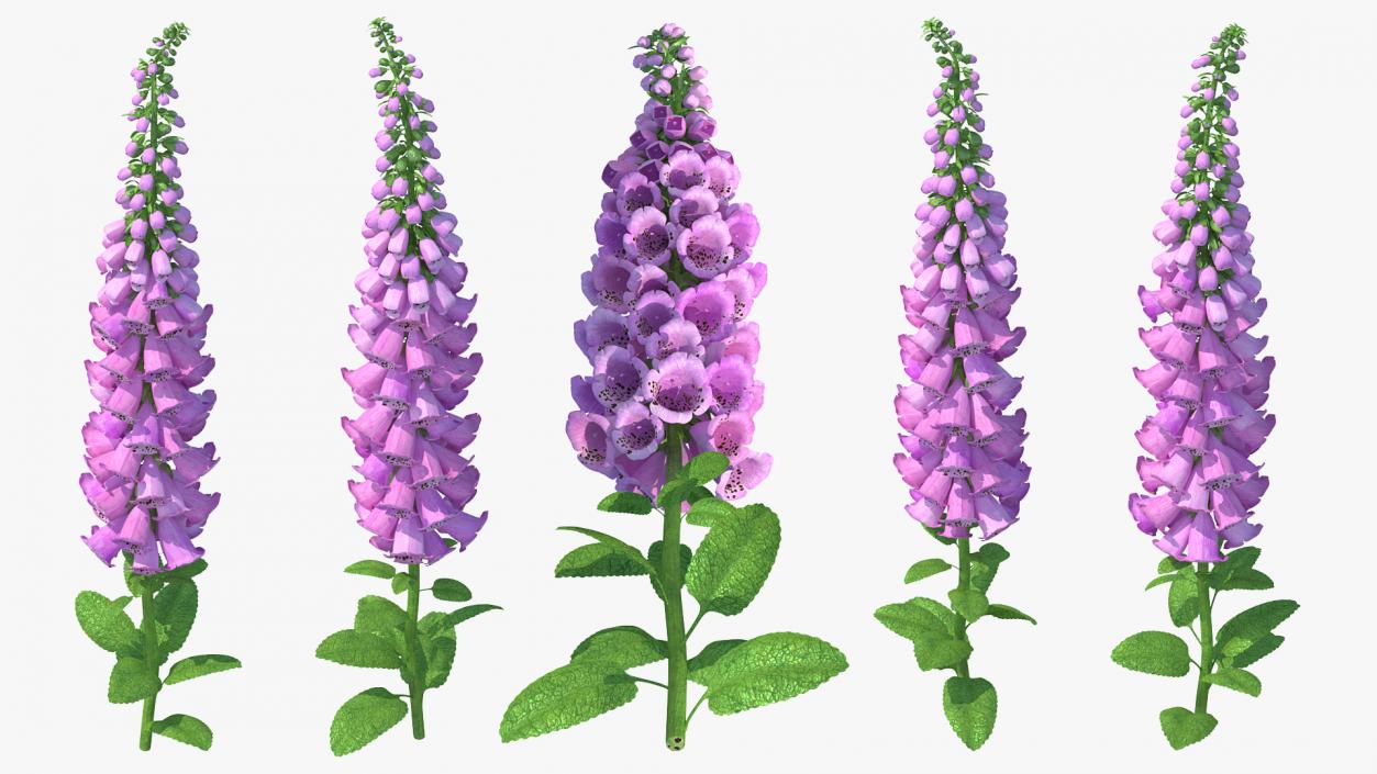 3D model Purple Foxglove