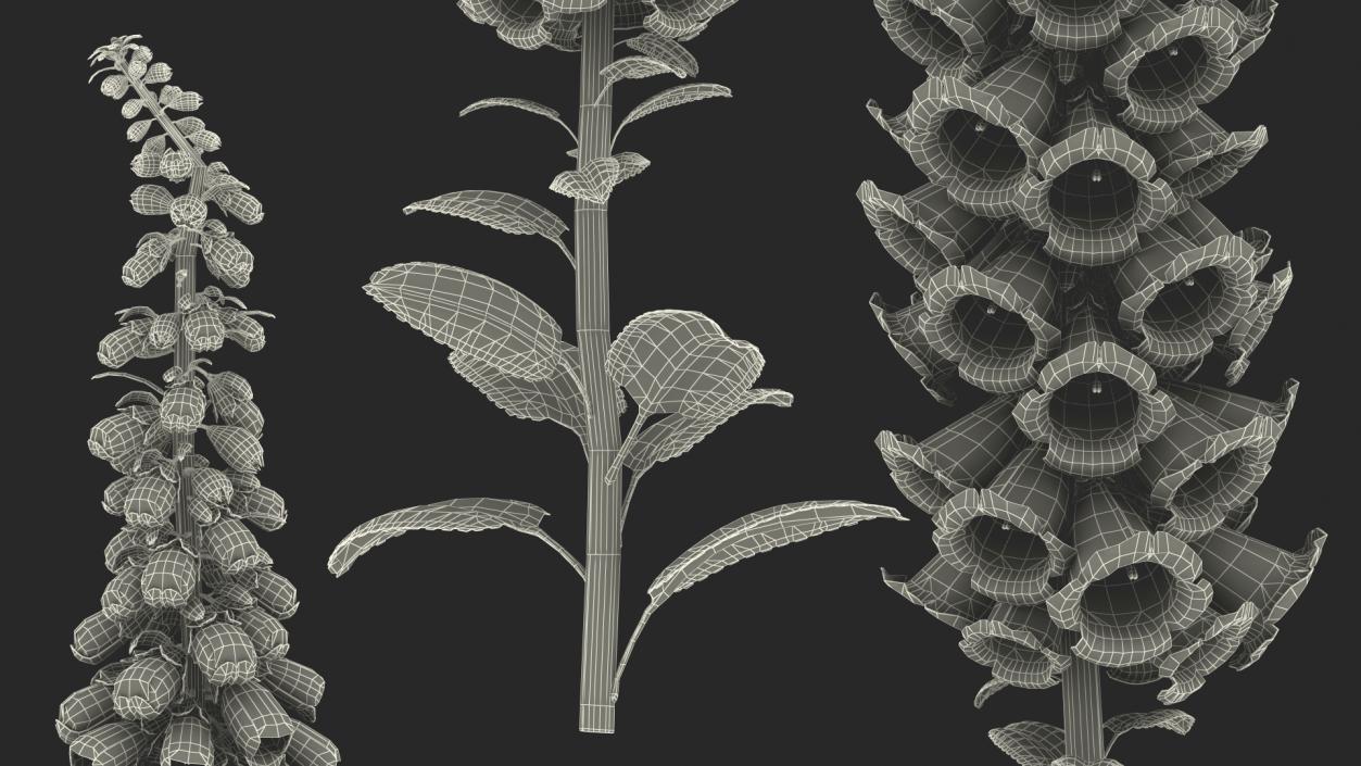 3D model Purple Foxglove