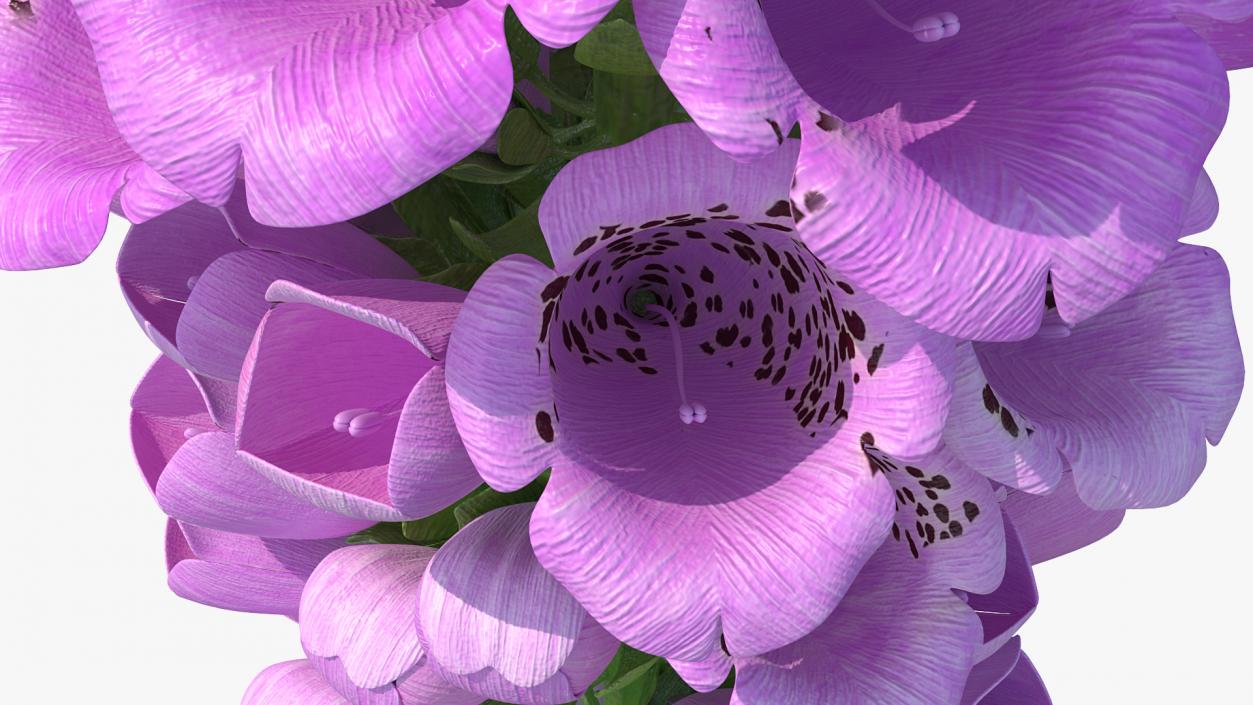 3D model Purple Foxglove