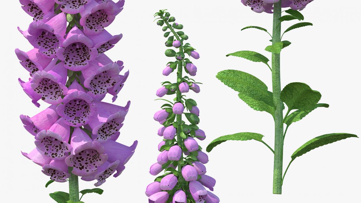 3D model Purple Foxglove