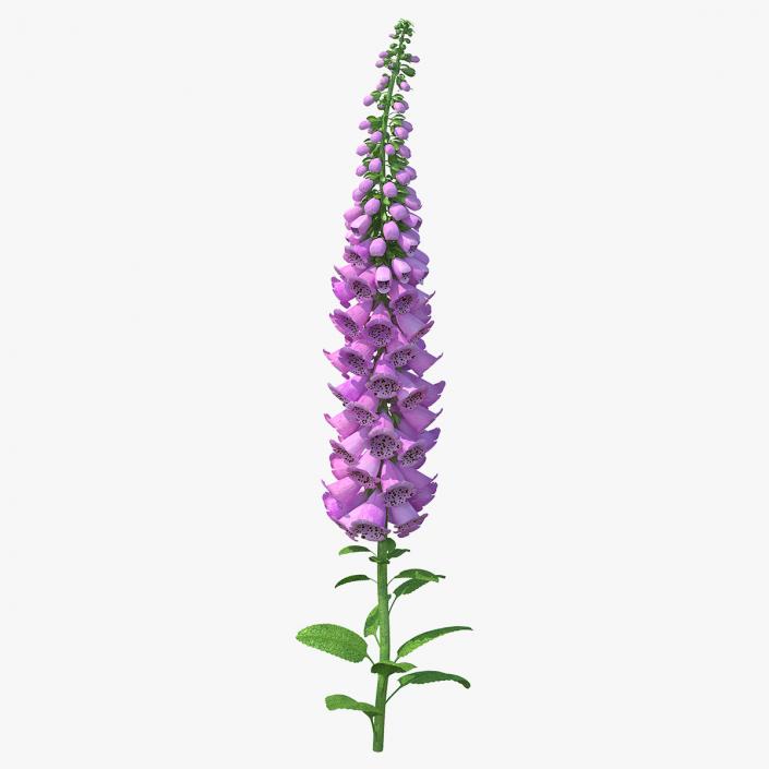 3D model Purple Foxglove