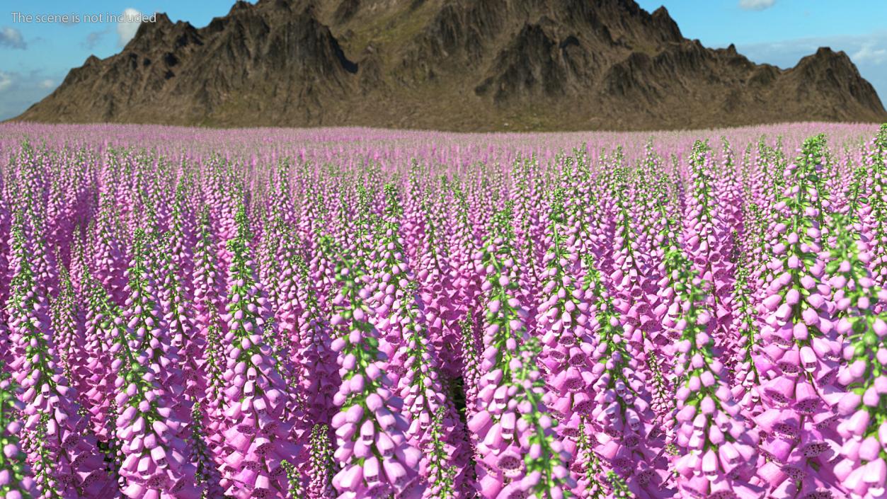 3D model Purple Foxglove