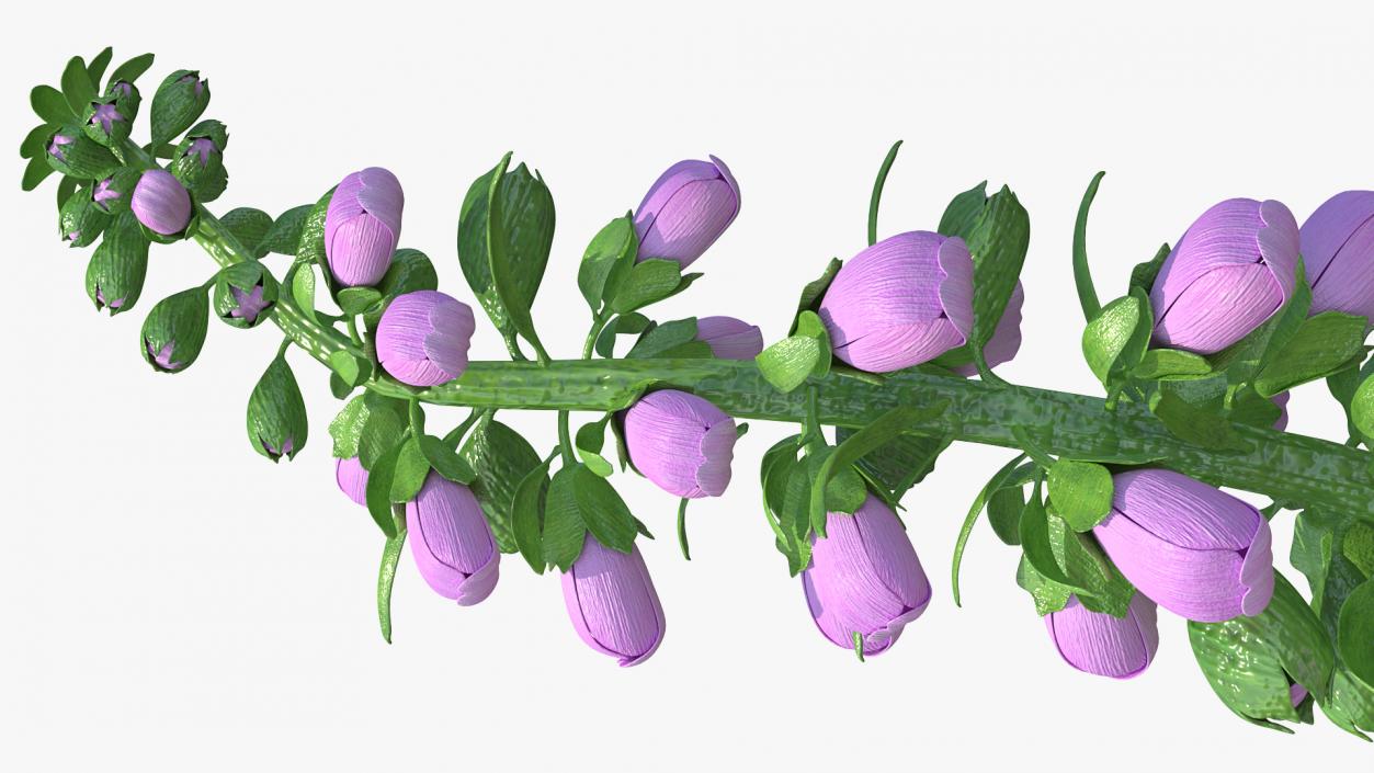 3D model Purple Foxglove