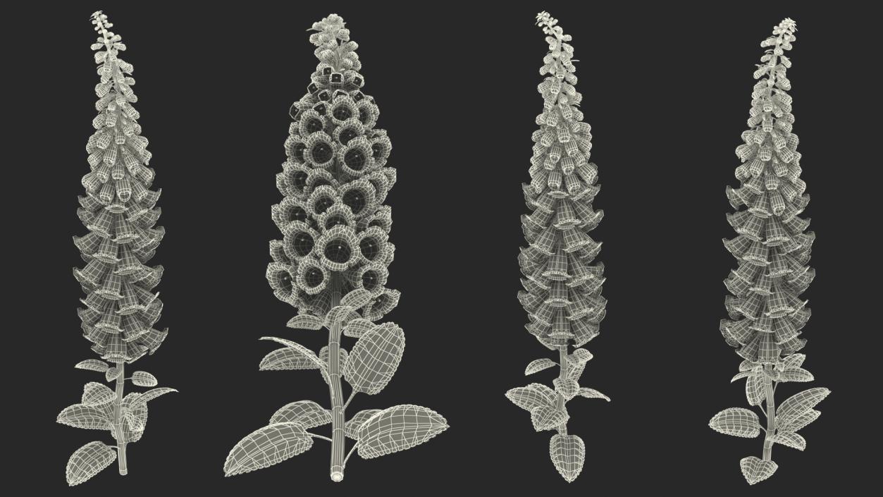 3D model Purple Foxglove