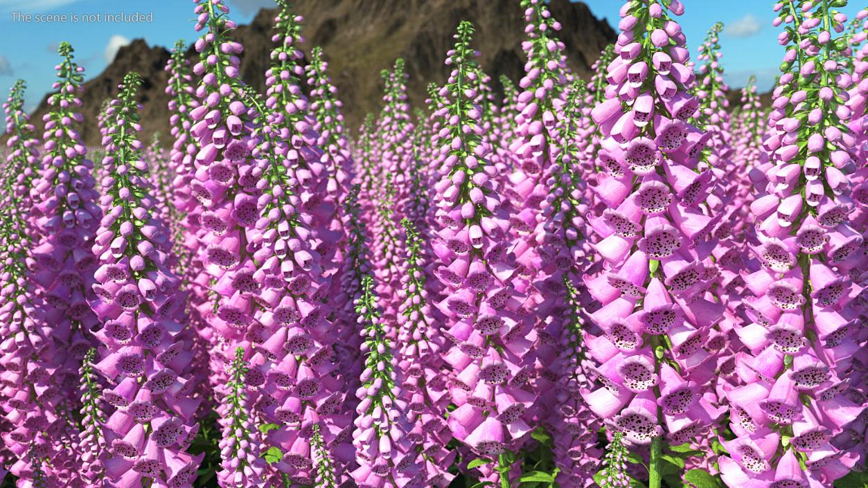 3D model Purple Foxglove