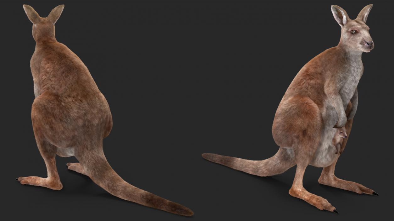 3D model Mother Kangaroo with Baby Standing Fur 2