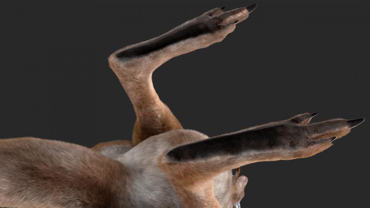 3D model Mother Kangaroo with Baby Standing Fur 2