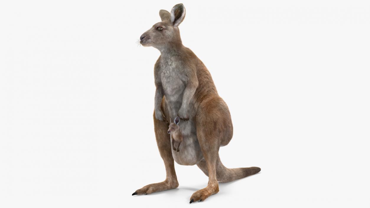 3D model Mother Kangaroo with Baby Standing Fur 2