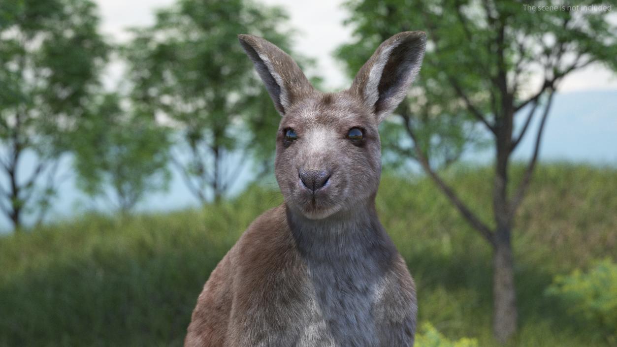 3D model Mother Kangaroo with Baby Standing Fur 2