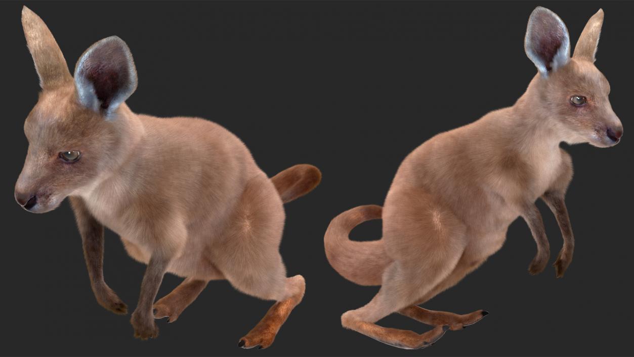 3D model Mother Kangaroo with Baby Standing Fur 2