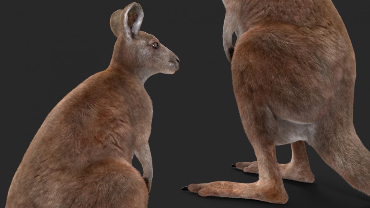 3D model Mother Kangaroo with Baby Standing Fur 2