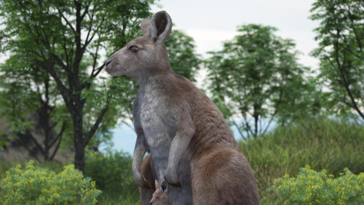 3D model Mother Kangaroo with Baby Standing Fur 2