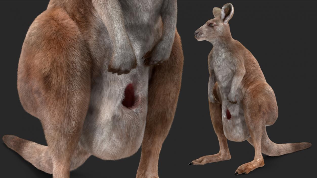 3D model Mother Kangaroo with Baby Standing Fur 2