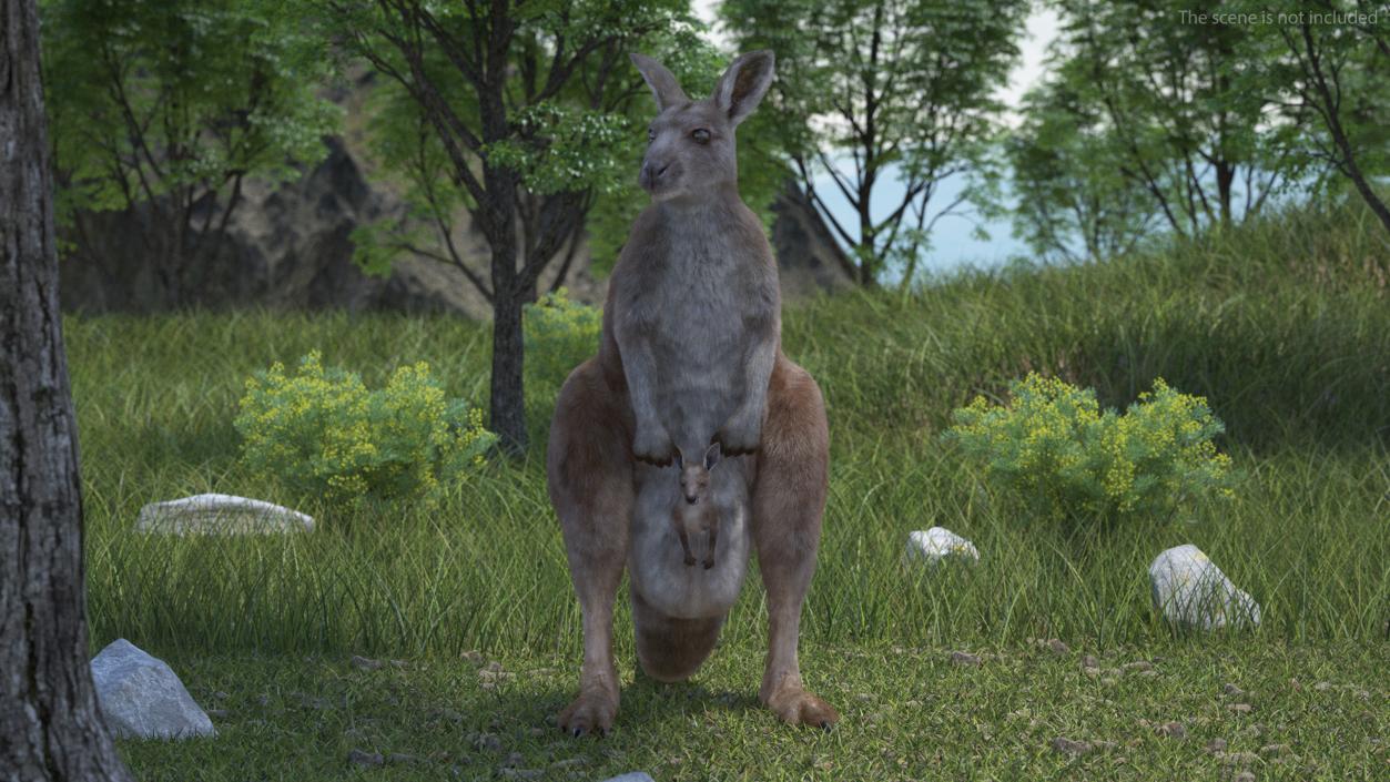 3D model Mother Kangaroo with Baby Standing Fur 2