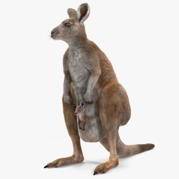 3D model Mother Kangaroo with Baby Standing Fur 2