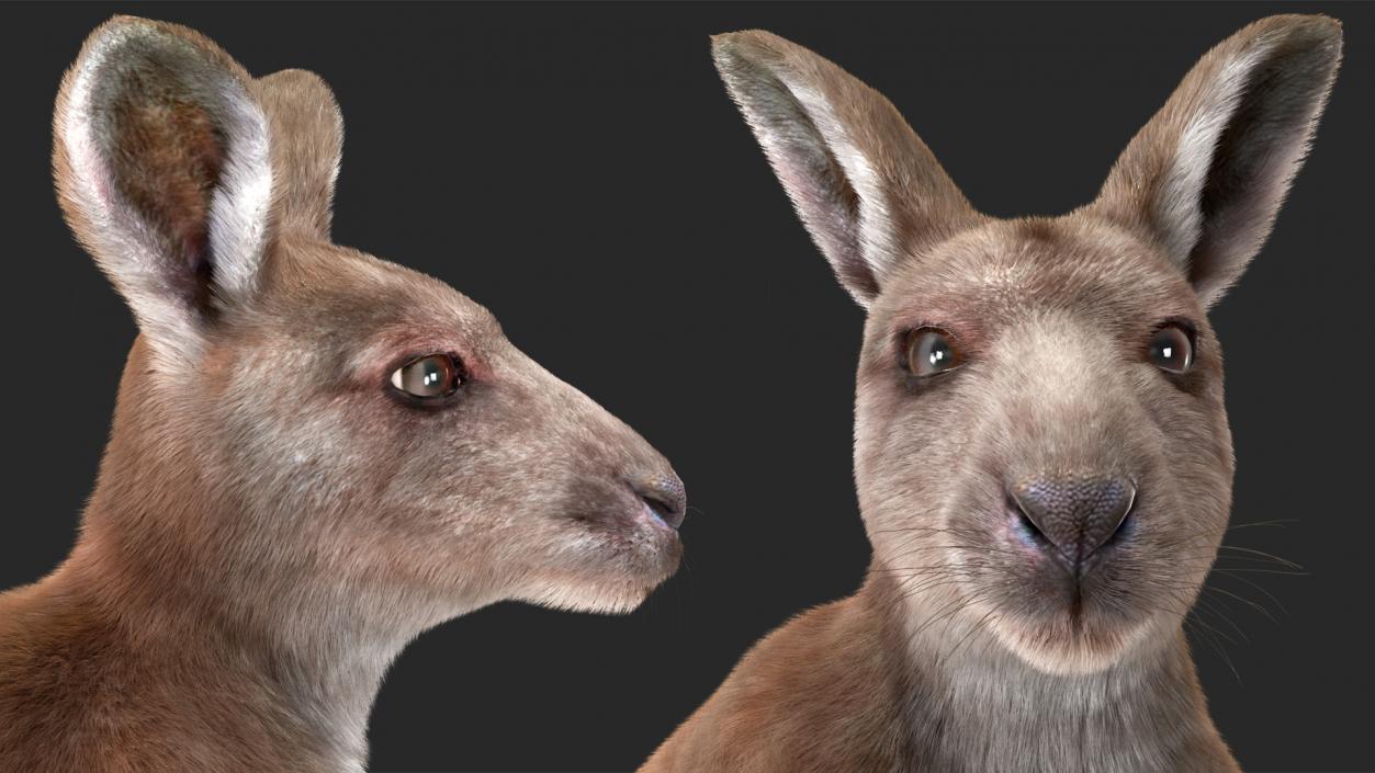 3D model Mother Kangaroo with Baby Standing Fur 2