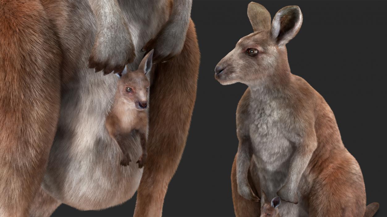 3D model Mother Kangaroo with Baby Standing Fur 2