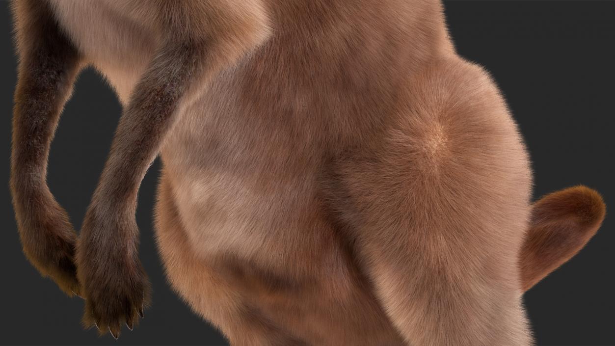 3D model Mother Kangaroo with Baby Standing Fur 2