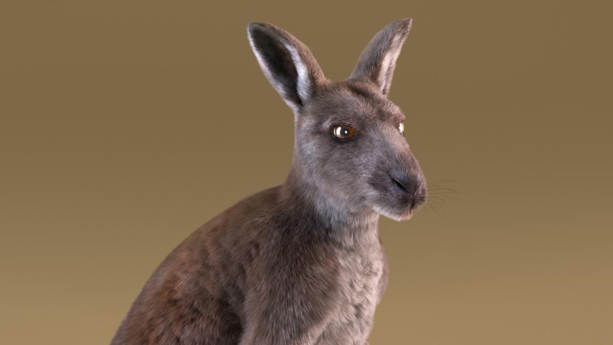 3D model Mother Kangaroo with Baby Standing Fur 2