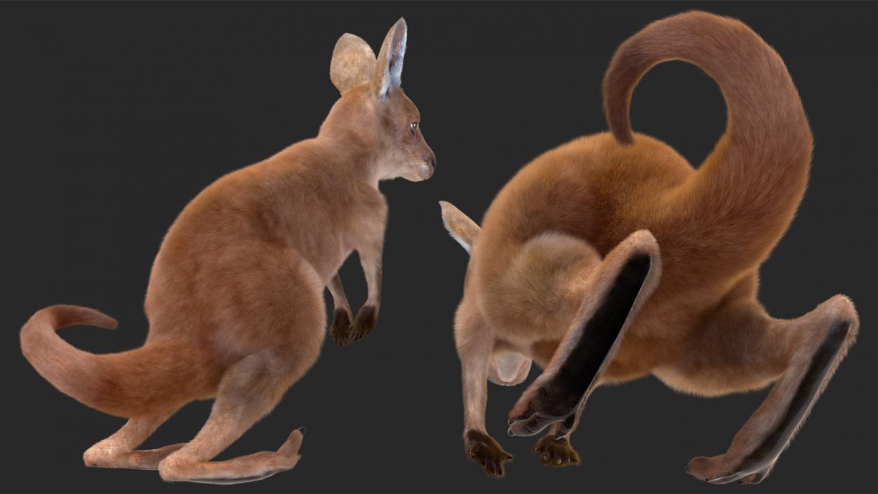 3D model Mother Kangaroo with Baby Standing Fur 2