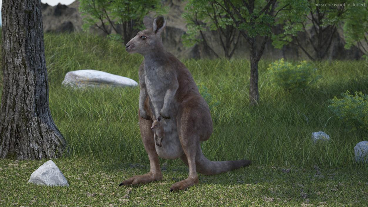 3D model Mother Kangaroo with Baby Standing Fur 2