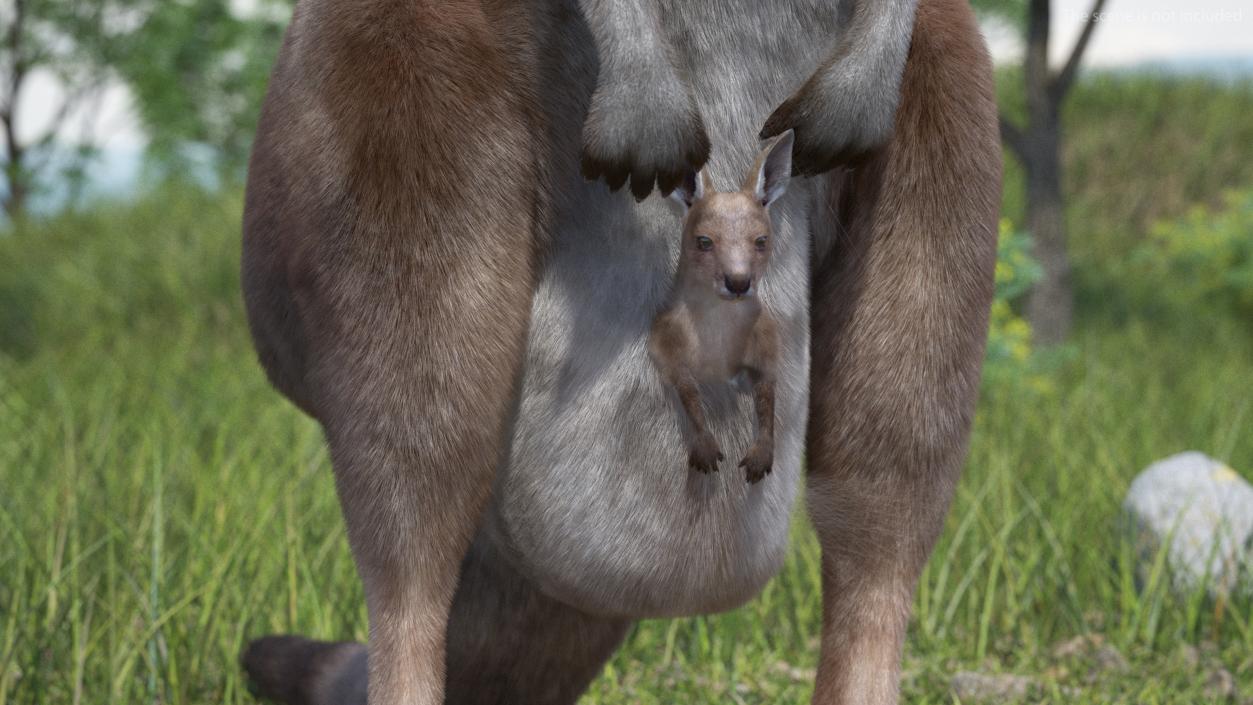 3D model Mother Kangaroo with Baby Standing Fur 2