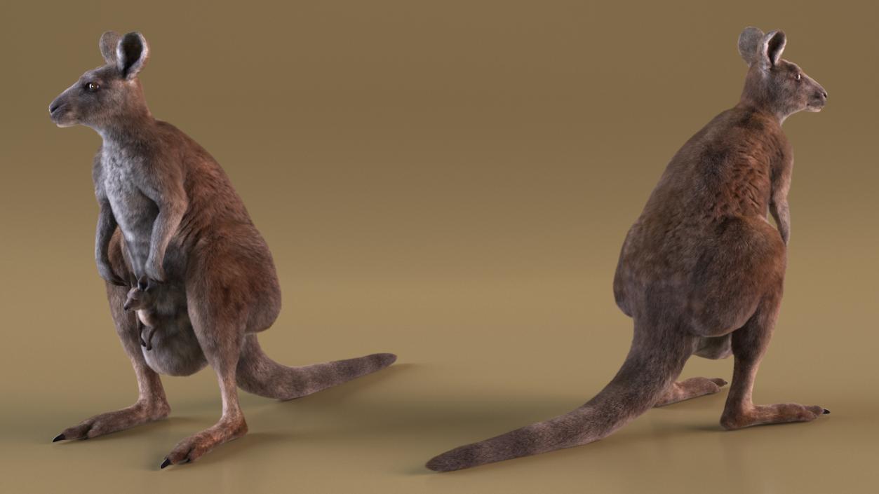 3D model Mother Kangaroo with Baby Standing Fur 2