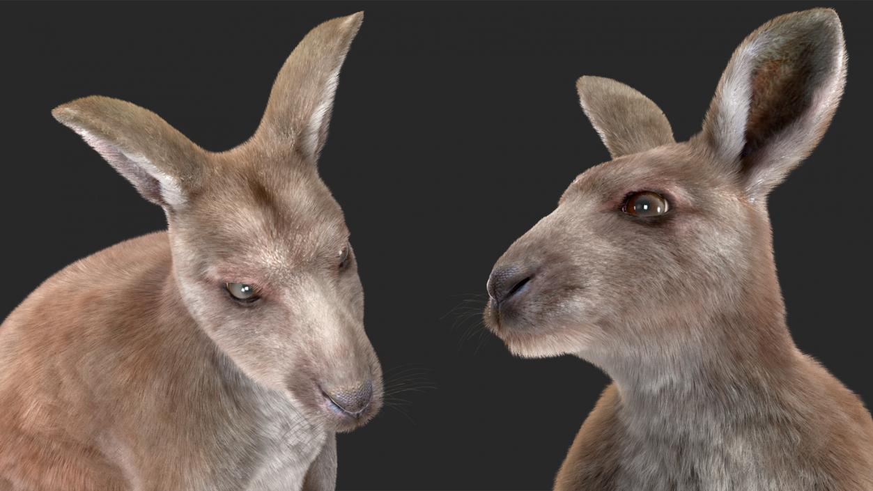 3D model Mother Kangaroo with Baby Standing Fur 2