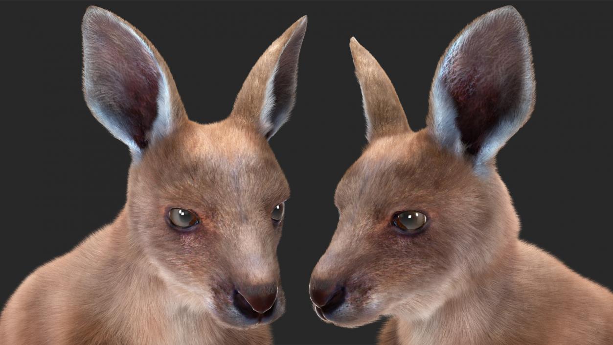 3D model Mother Kangaroo with Baby Standing Fur 2