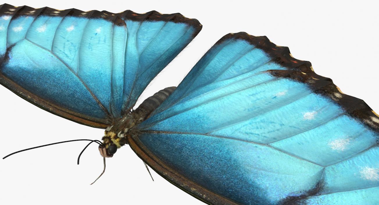 Butterfly Morpho Peleides with Fur 3D model