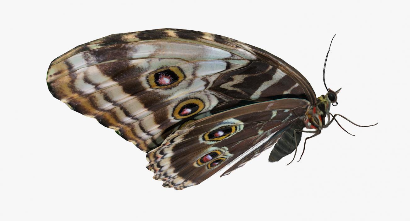 Butterfly Morpho Peleides with Fur 3D model