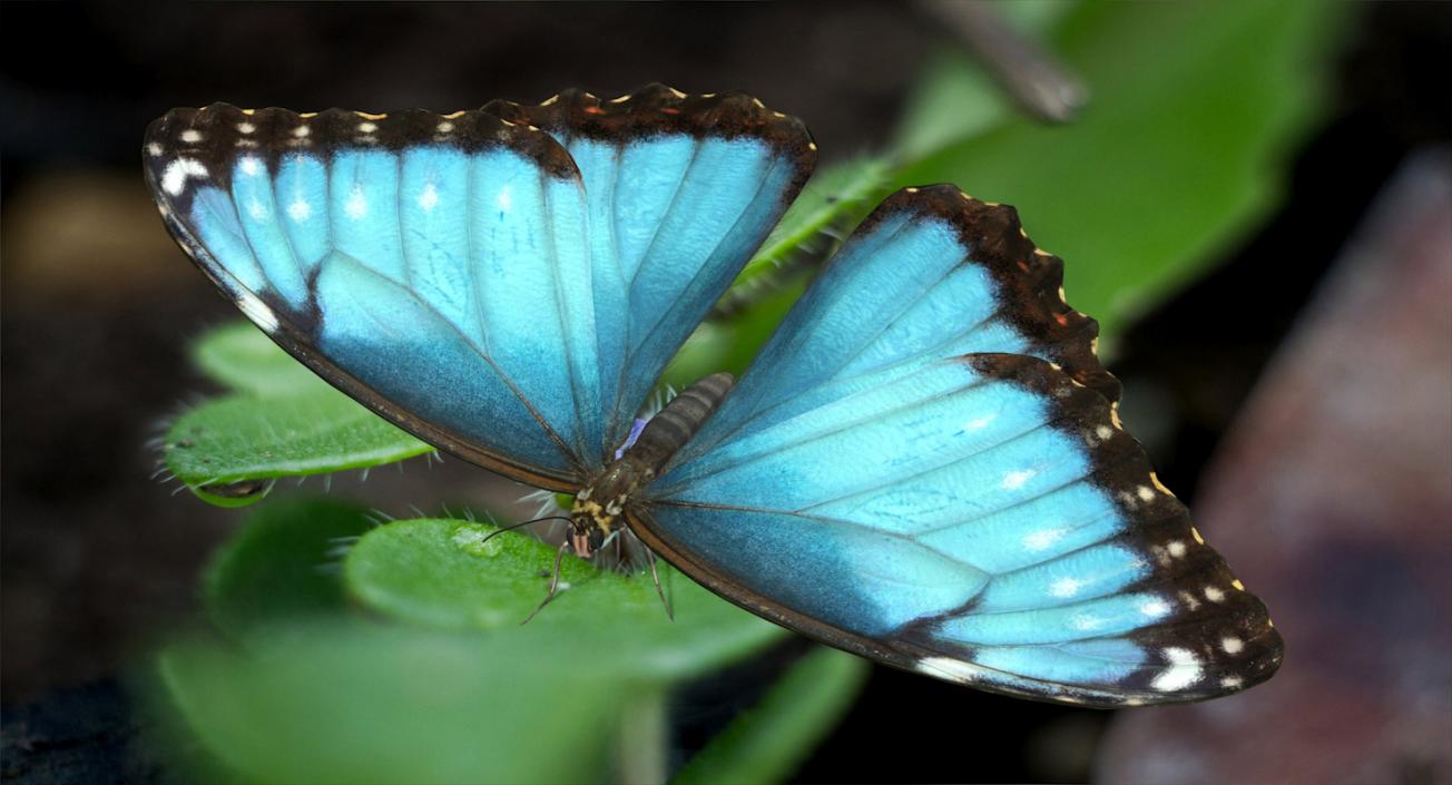 Butterfly Morpho Peleides with Fur 3D model