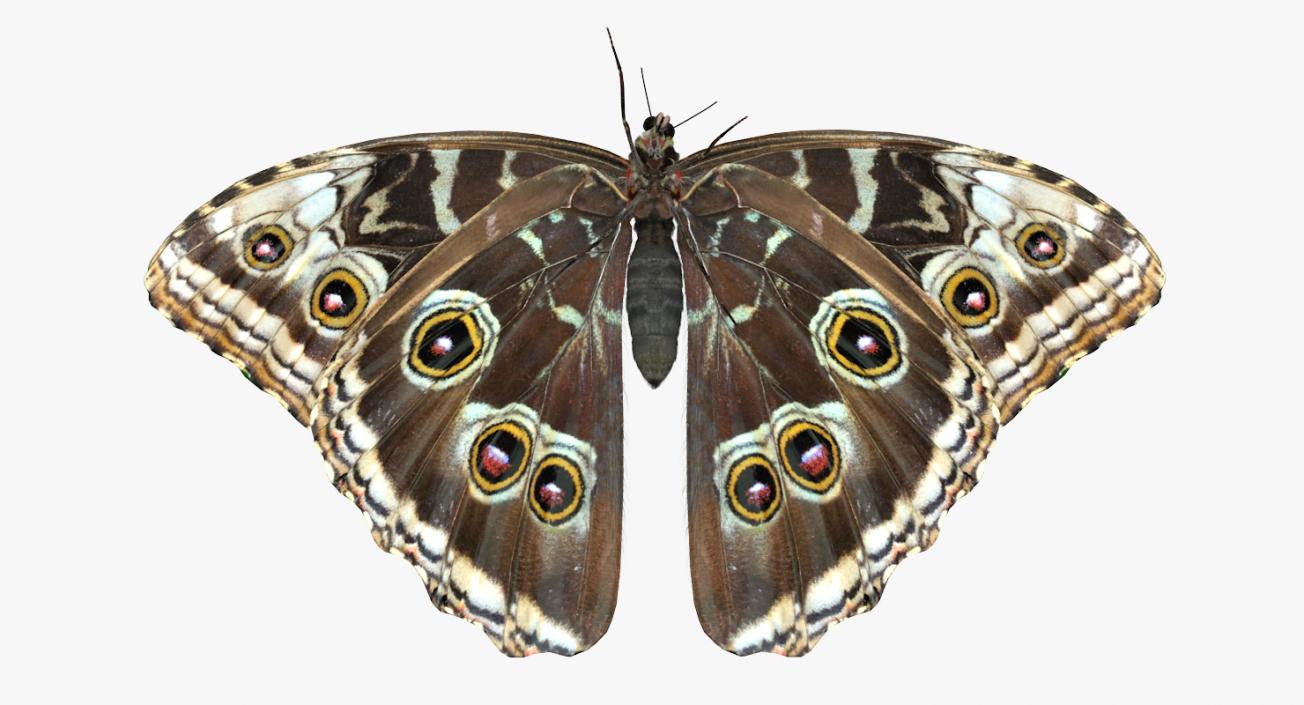 Butterfly Morpho Peleides with Fur 3D model