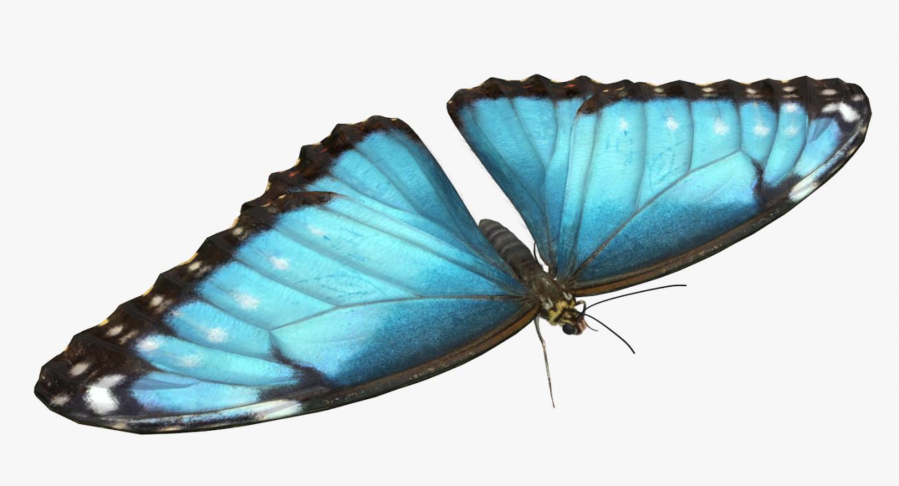 Butterfly Morpho Peleides with Fur 3D model