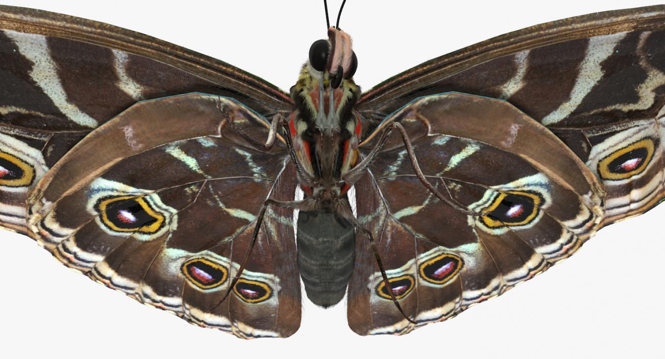 Butterfly Morpho Peleides with Fur 3D model