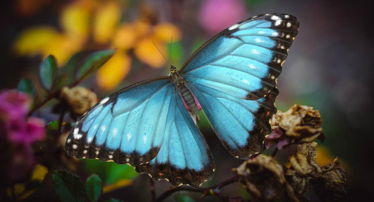 Butterfly Morpho Peleides with Fur 3D model