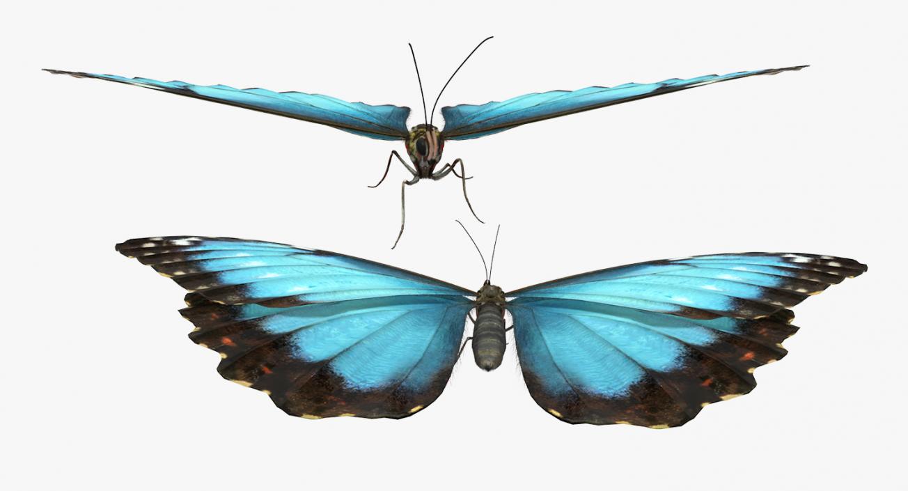 Butterfly Morpho Peleides with Fur 3D model