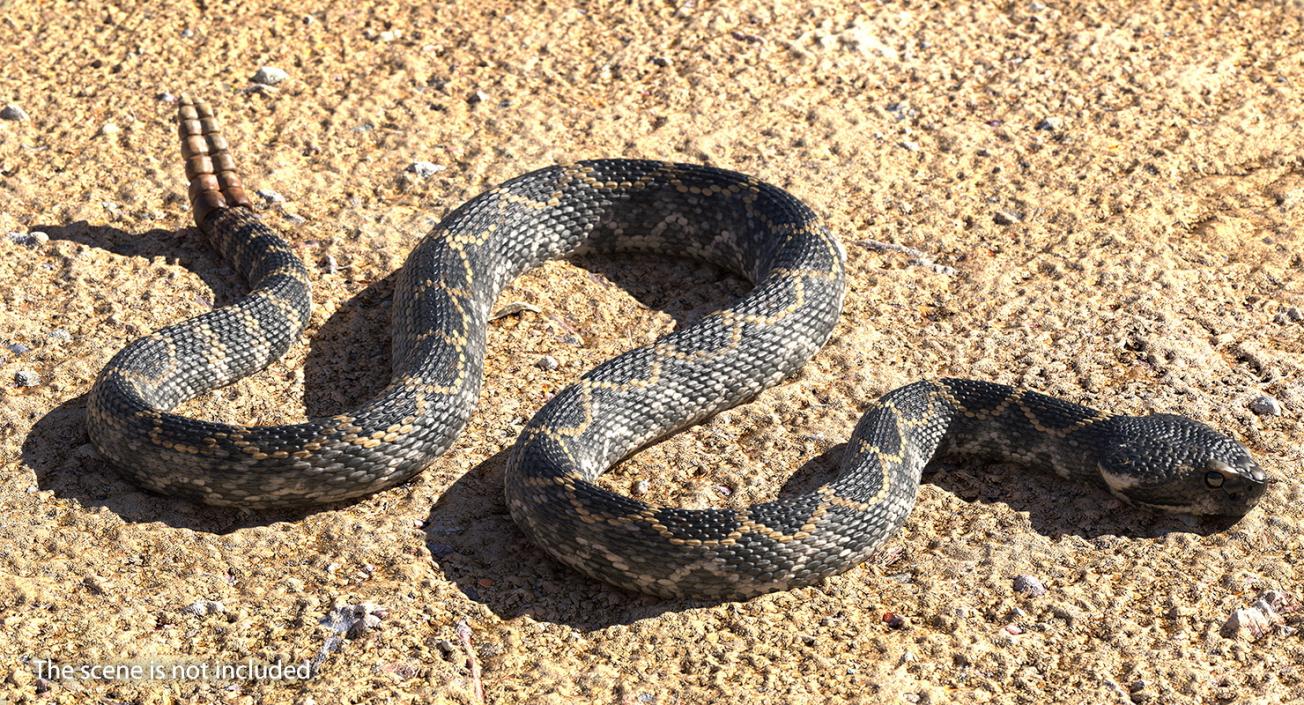 3D model Dark Rattlesnake Crawling Pose