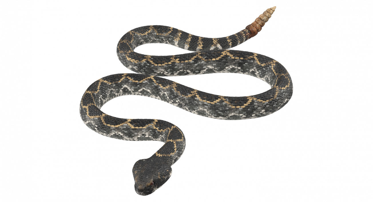 3D model Dark Rattlesnake Crawling Pose