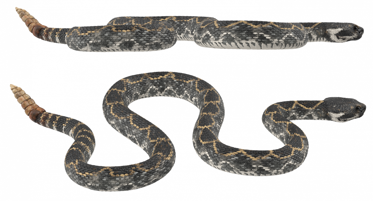 3D model Dark Rattlesnake Crawling Pose