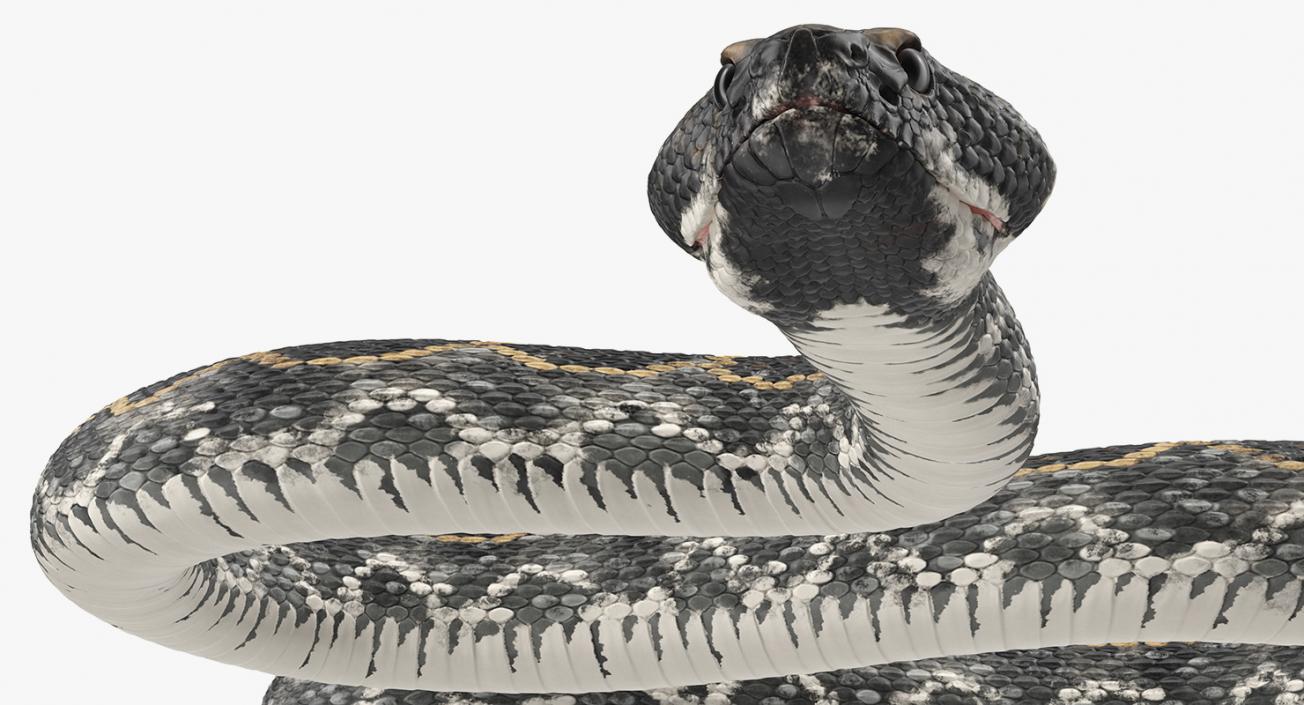 3D model Dark Rattlesnake Crawling Pose